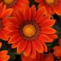 Seminte profesionale Gazania rigens - imagine 48968